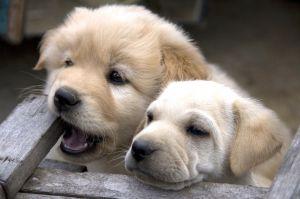 958921 cute puppies
